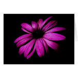 Purple Flower cards