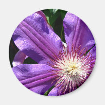 Purple Flower: Clematis Fridge Magnet