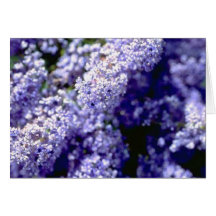 Purple Flower Greeting Card
