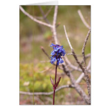 purple flower greeting cards