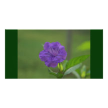 Purple Flower in Western Mexico Personalized Photo Card