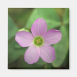 Purple Flower Magnets