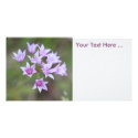 Purple Flower Photo Card photo cards