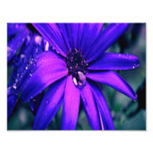 Purple Flower Photo Print