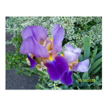 Purple Flower Post Card