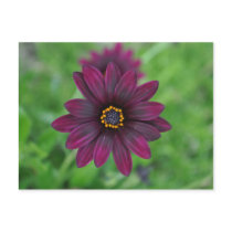 Purple Flower Post Card