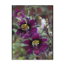 Purple Flower Post Card