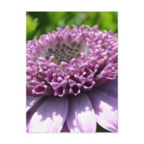 Purple Flower