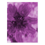 Purple Flower Postcards