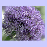 Purple Flower posters
