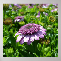 Purple Flower