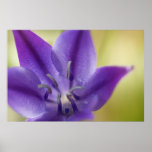 Purple Flower Poster