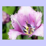 Purple Flower Print posters