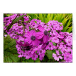 Purple Flowers from San Francisco Card