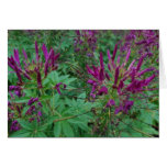 Purple Flowers Greeting Cards