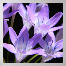 Purple Flowers Print