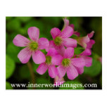 Purple Flowers Saba Post Card