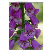 Purple Foxglove Greeting Cards