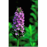 Purple fringed orchid photo cut outs