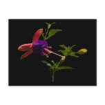 Purple Fuchsia Flower