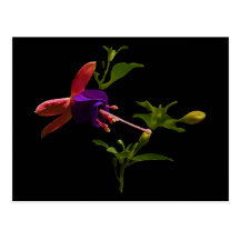 Purple Fuchsia Flower Postcard