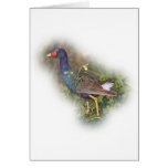 Purple Gallinule cards