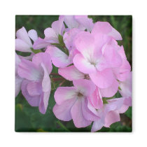 Purple Geraniums Magnet