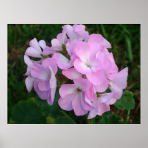 Purple Geraniums Poster