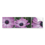 Purple Gerbera Daisy Flower Bumper Sticker bumper stickers