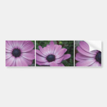 Purple Gerbera Daisy Flower Bumper Sticker