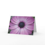 Purple Gerbera Daisy Flower Greeting Card