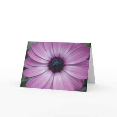 Purple Gerbera Daisy Flower Greeting Card by BestCards