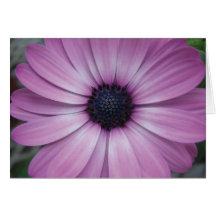 Purple Gerbera Daisy Flower Greeting Card