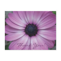 Purple Gerbera Daisy Flower postcard