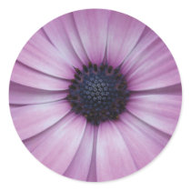 Purple Gerbera Daisy Flower Sticker