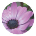 Purple Gerbera Daisy Flower Waterdrops Stickers