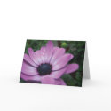 Purple Gerbera Daisy Waterdrops Greeting Card