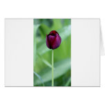 Purple Grape Tulip Card