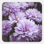 Purple Haze Chrysanthemums Square Stickers