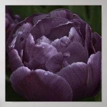Purple Haze Posters