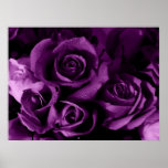 Purple Haze posters