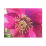 Purple Hellebore Blossom postcards