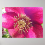 Purple Hellebore Blossom posters
