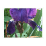 Purple Iris 1 postcards