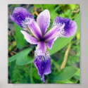 Purple Iris 1 Poster posters