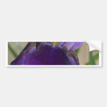 Purple Iris Bumper Sticker