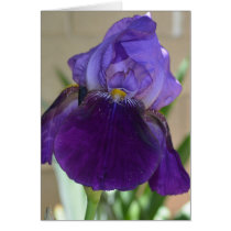 Purple Iris Cards