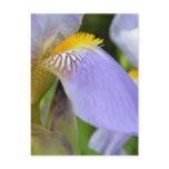 Purple Iris-Dreams come true postcards