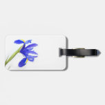 Purple Iris Flower