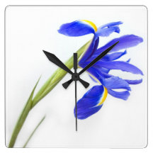 Purple Iris Flower